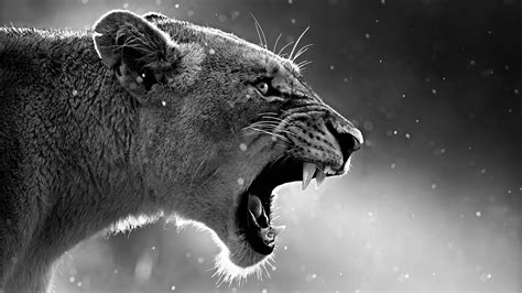 1400x900 Lion Roaring 1400x900 Resolution HD 4k Wallpapers, Images ...