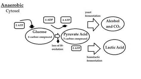 Anaerobic Respiration | Boundless Microbiology