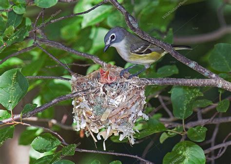 Blue-headed Vireo, Vireo solitarius, adult at nest, June (Michigan ...