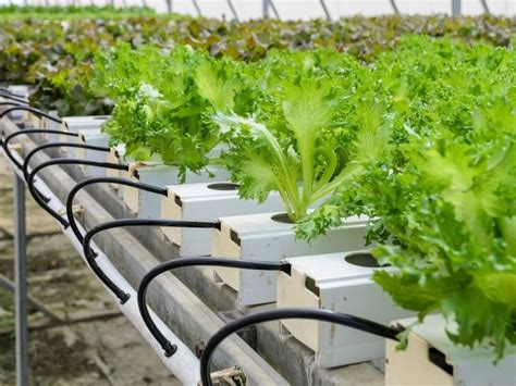 How Do Aquaponics Systems Save Water? - Northern Nester