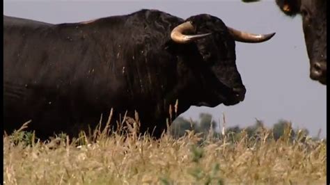 The bull, the most powerful animal and symbolic of the earth - YouTube