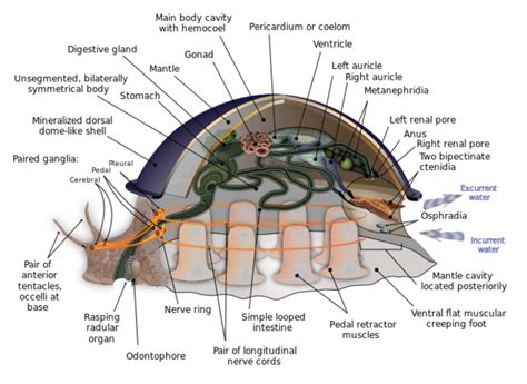 33.1.6: Phylum Mollusca - Biology LibreTexts