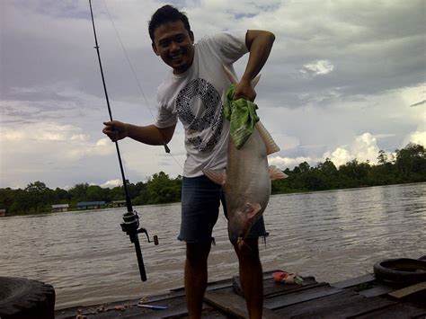 Umpan Juara Lomba Mancing Ikan Mas - Hobi Mancing