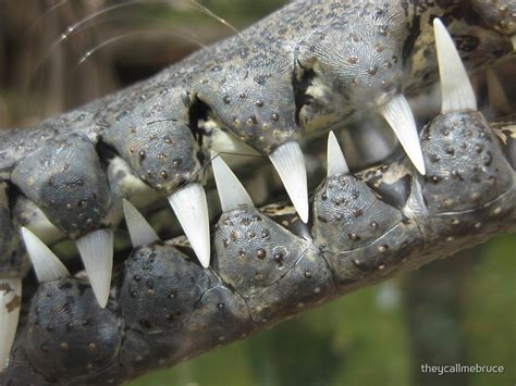 "Crocodile Teeth" by theycallmebruce | Redbubble