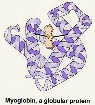 Example of Globular Proteins | ExamplesOf.net