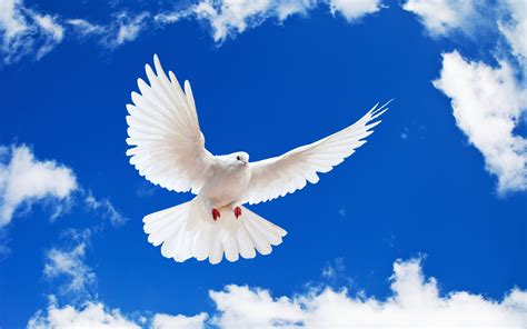 Holy Spirit Dove Wallpaper