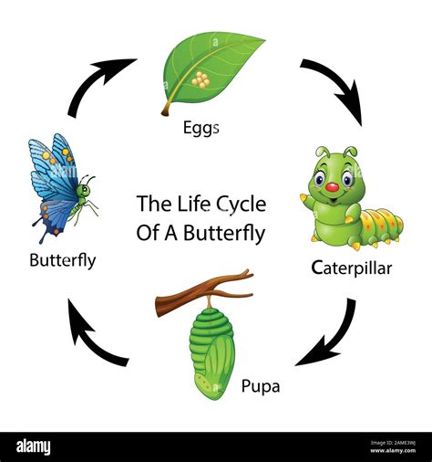 Life Cycle Of Butterfly Model