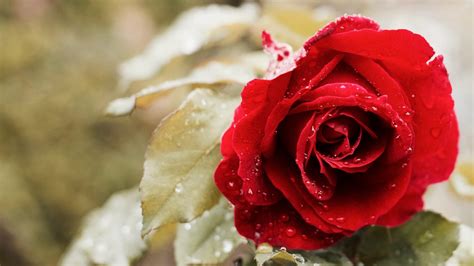 Rose Flower Wallpaper HD Free Download