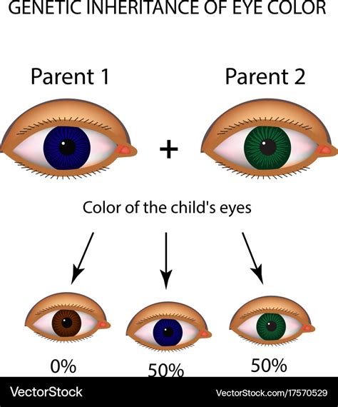 Eye Color Chart Genetics