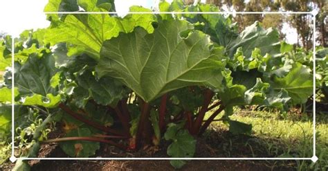 Rhubarb Companion Plants: 20+ Great Pairings