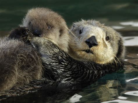 Cute Sea Otters Eating