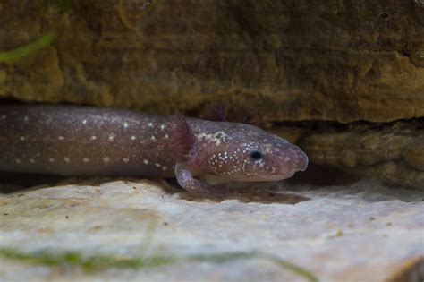 Amphibian Image - barton-springs-salamander-side-view photo- Classroom ...