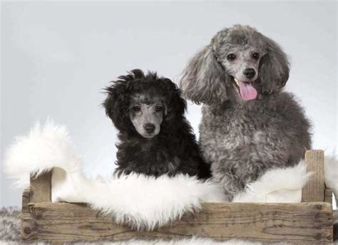 Có nên cắt đuôi chó Poodle? - Bệnh viện Thú Y Thi Thi TP HCM