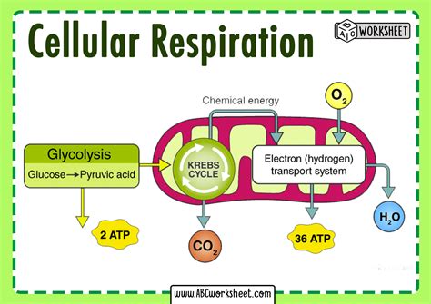 Cellular Respiration Diagram Worksheet - Printable Word Searches