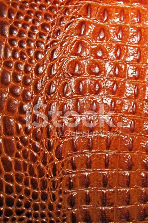 Alligator Skin Stock Photo | Royalty-Free | FreeImages