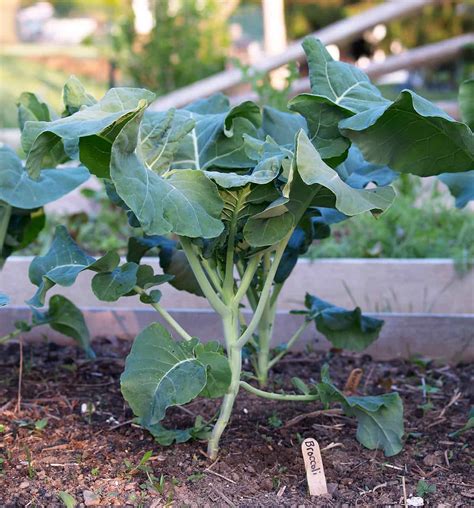 How to Grow Broccoli * Big Blog of Gardening