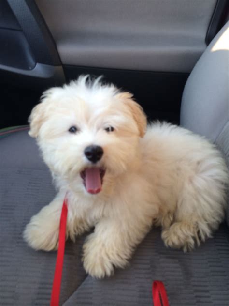 White and cream Havanese puppy | Havanese puppies, Miniature dogs, Havanese