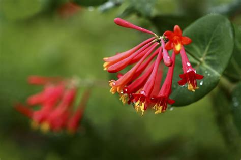 Plant these eye catching and nectar rich flowers to attract ...