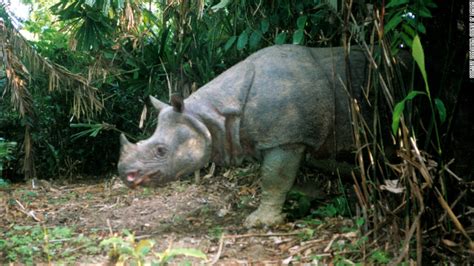 Picture of javan rhinoceros - tapLasi