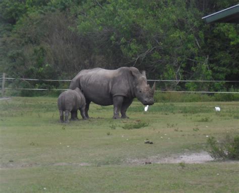 Our Florida Camping and RVing Family Journal: Lion Country Safari ...