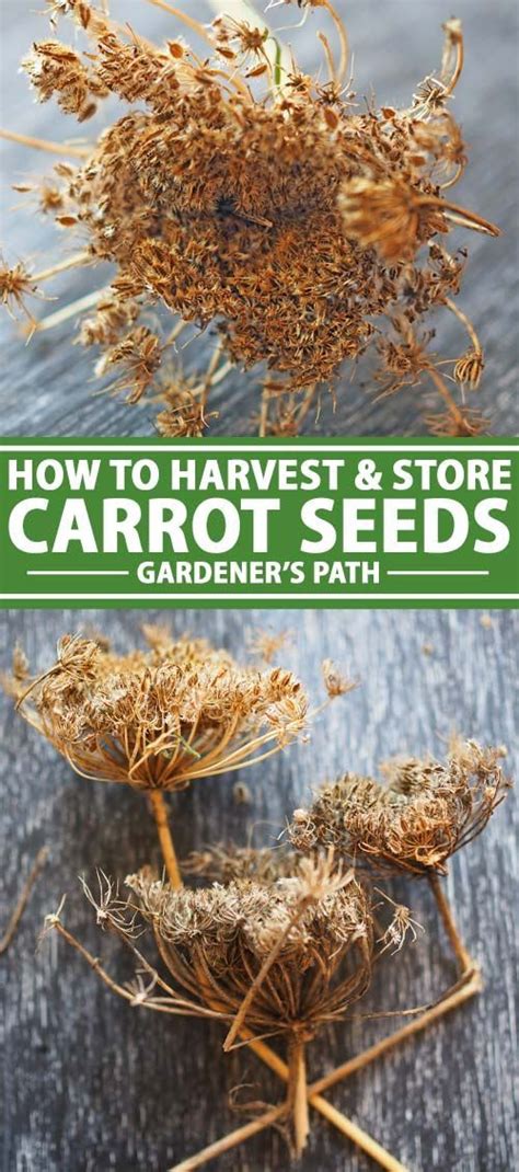 Harvesting Carrot Seeds: A Step-by-Step Guide - PlantHD