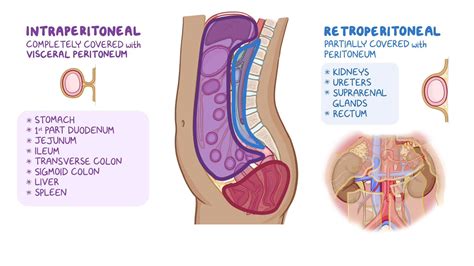 Retroperitoneal Diagram