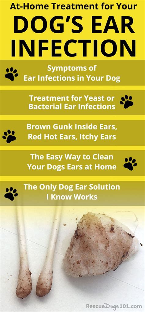 Yeast Ear Infection In Dogs Home Remedies