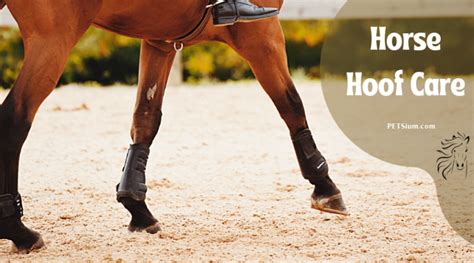 Horse Hoof Care - Keep Your Horse's Hooves Healthy - Petsium