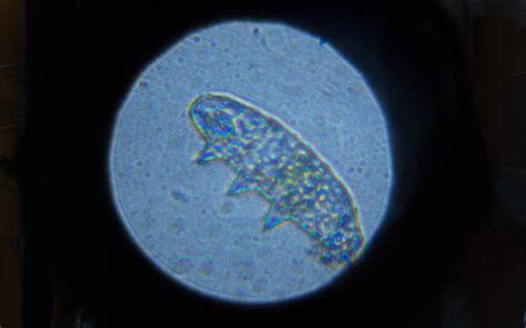 Water Bears Microscope