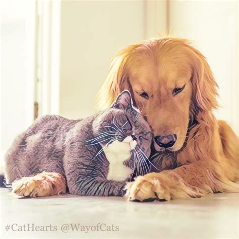 Which dog breeds get along with cats? Choose wisely.- Way of Cats