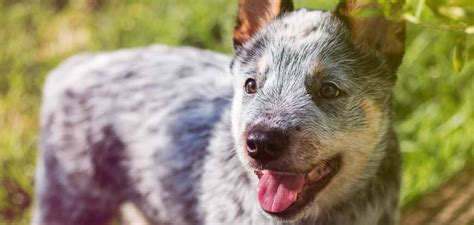 Blue Dog Breeds - 20 Beautiful Blue Breeds That You'll Love