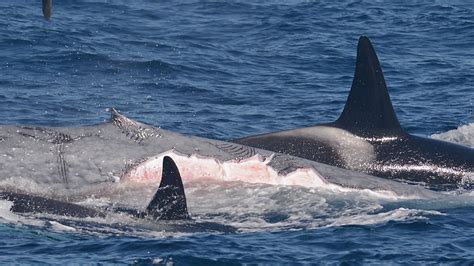 Killer Whales Attacking Humans