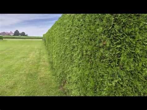 Leylandii Hedge Plants | x Cupressocyparis leylandii Hedging