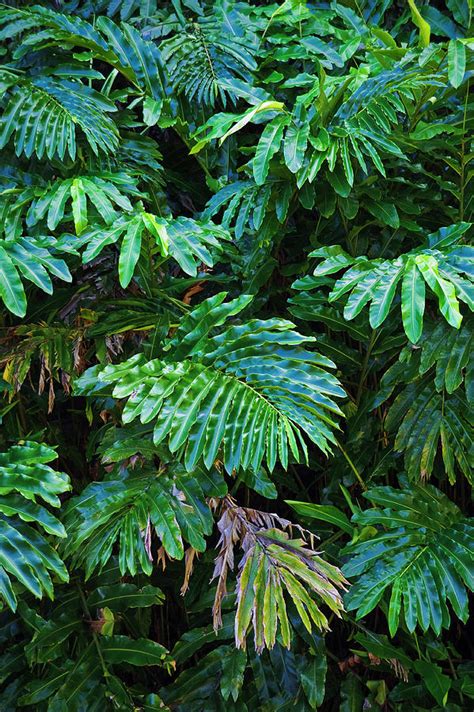 Hana Highway Detail Photograph by Steve Gandy - Fine Art America