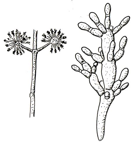 Catalogue of Organisms: What Value a Sporangium?