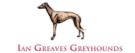 Greyhounds for Sale | Ian Greaves Greyhounds