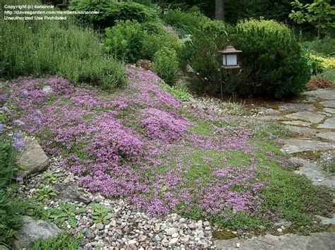 Backyard | Red creeping thyme, Creeping thyme, Ground cover plants