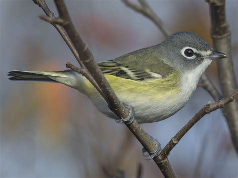 Blue-headed Vireo - eBird