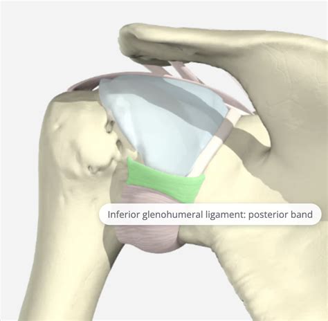 Posterior Glenohumeral Ligament