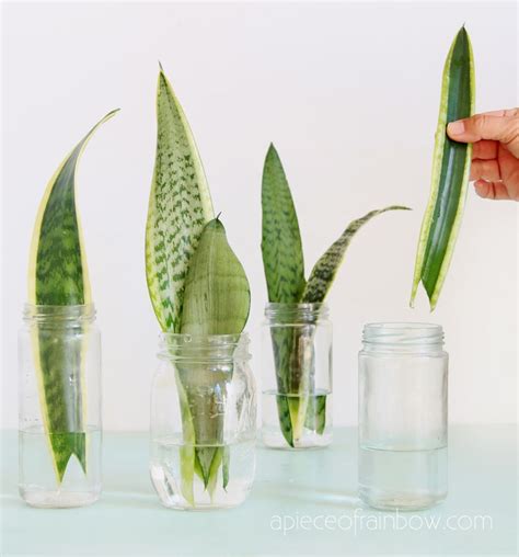 Propagate Sansevieria (Snake Plant): 3 Easy Ways! - A Piece Of Rainbow