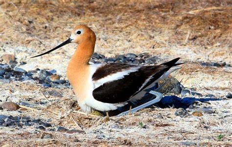 American avocet nesting at Bowdoin NWR MT 653A7563 | Flickr