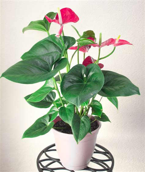 How to Take Care of Anthurium Plants Indoors - Natalie Linda