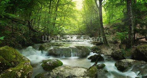 Enchanting Forest Waterfall Wallpaper | Wallsauce US | Fondo de ...