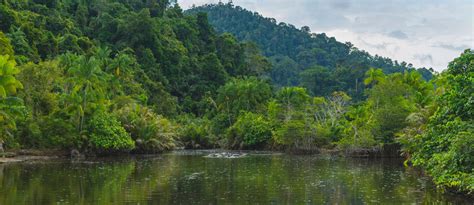 Gambar Background Hutan Rimba - Forest Fawns Wallpapers Hd Desktop And ...