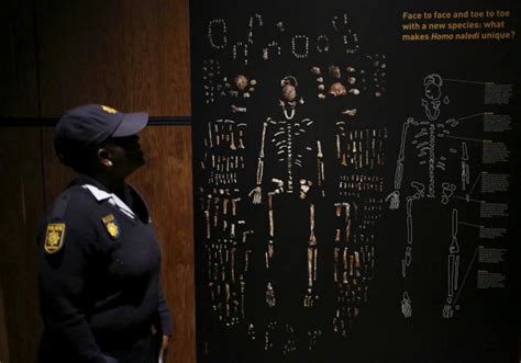 Homo naledi fossils are said to be inconsistent with current ...