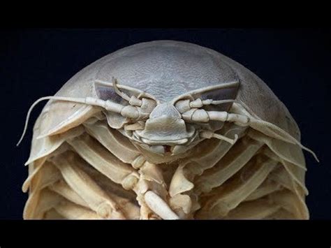 Giant Isopods Live on the Ocean Floor and Devour Anything They Find ...