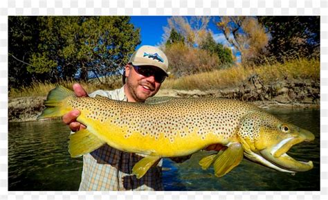 Montana Guided Fly Fishing - Twin Bridges Brown Trout, HD Png Download ...