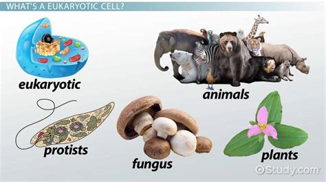 Eukaryotic Cells Definition: Lesson for Kids - Video & Lesson ...