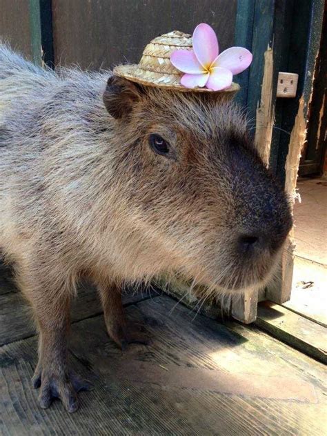 Capybara with hat👒🌸 | Capybara, Pretty animals, Cute animals