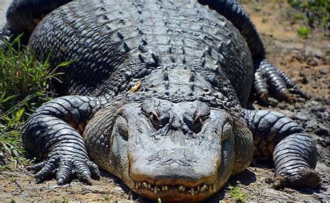 What Are The Differences Between Gharials, Crocodiles, And Alligators ...